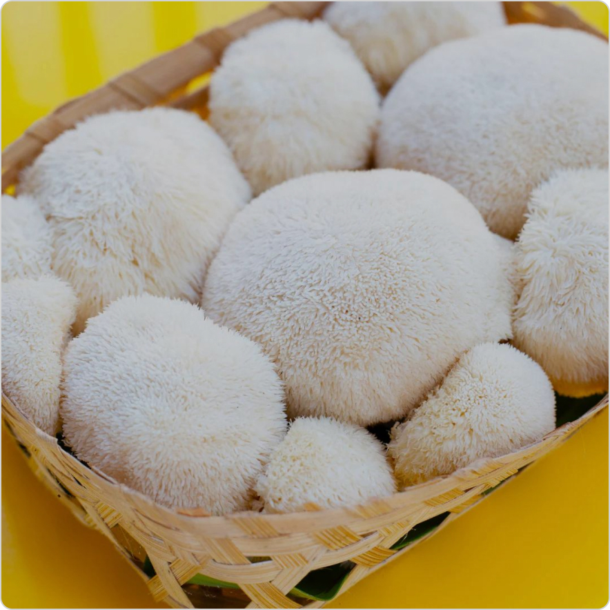 Lion's Mane Mushroom Extract