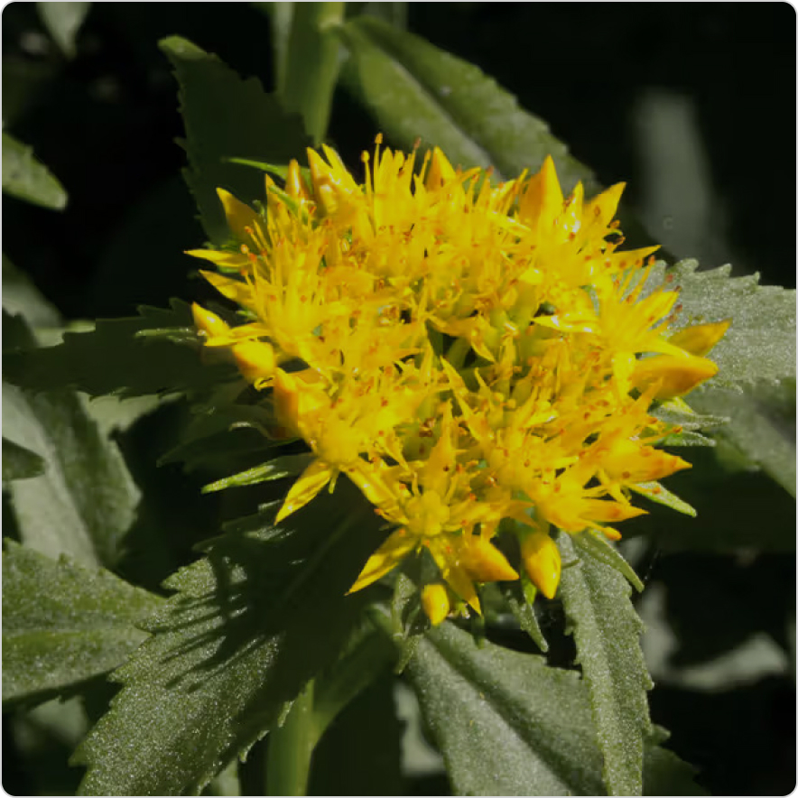 Rhodiola Rosea
