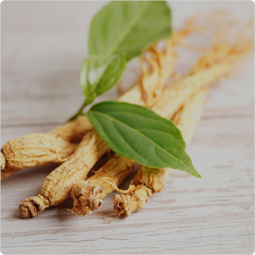 Panax Ginseng